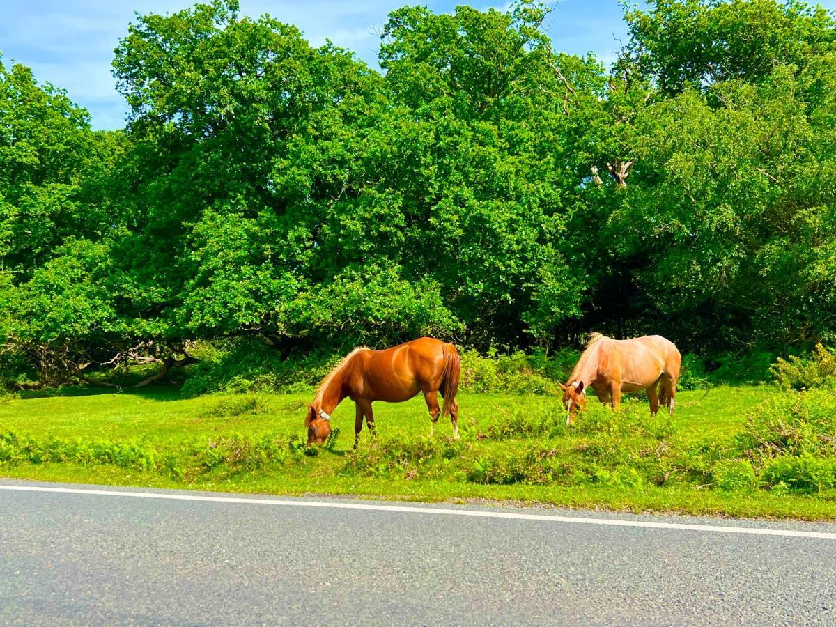 شقة Forest & Beach Access Naish Park نيو ميلتون المظهر الخارجي الصورة