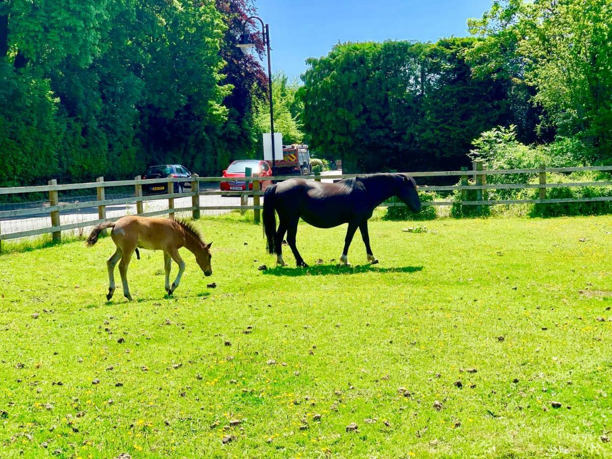 شقة Forest & Beach Access Naish Park نيو ميلتون المظهر الخارجي الصورة